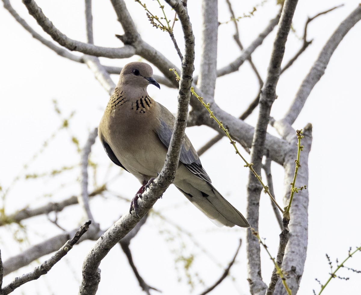 Laughing Dove - ML573237751