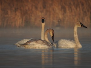 Trumpeter Swan, ML573239301