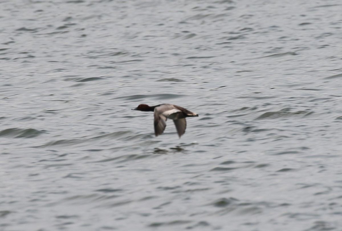 eBird Checklist - 16 May 2023 - Hornsby Bend (HOTE 037) - 36 species ...