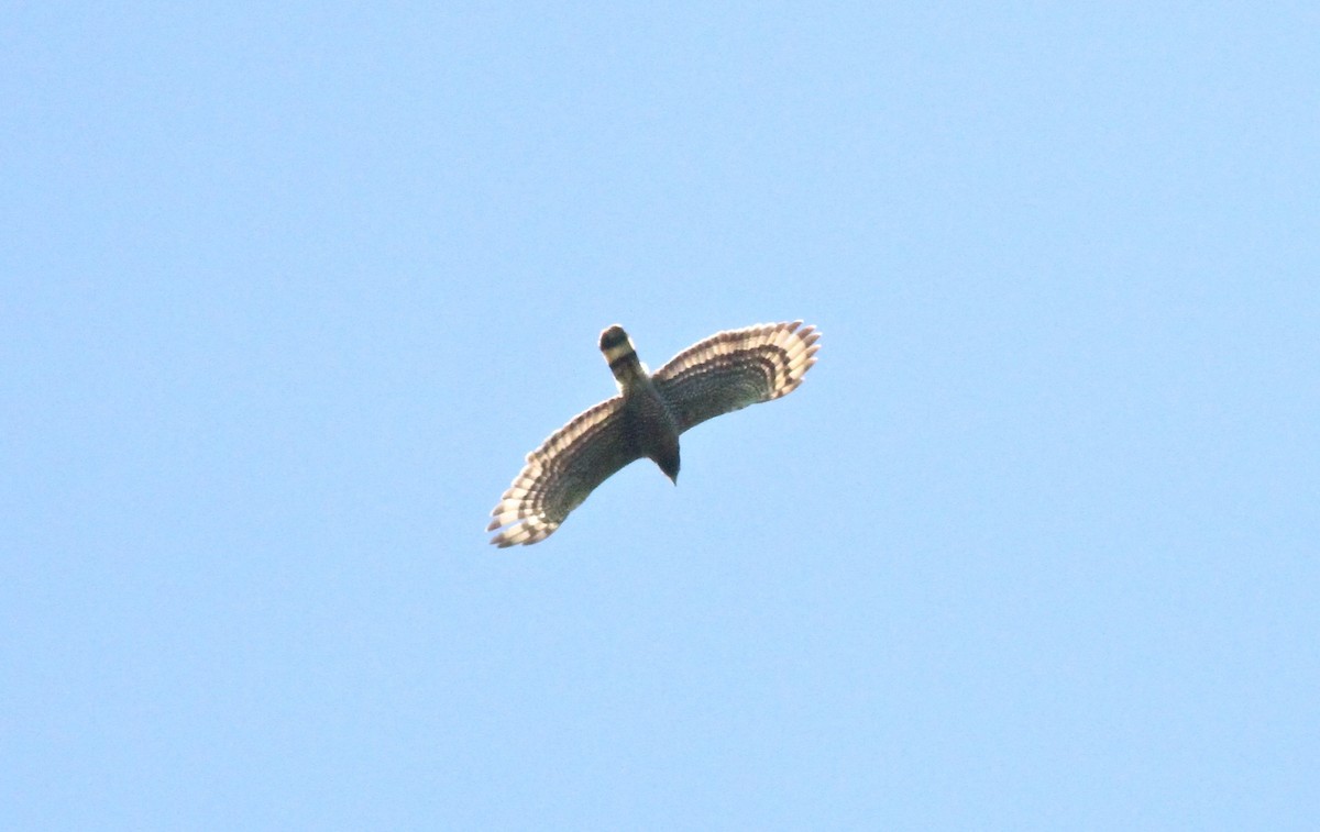 Sulawesi Serpent-Eagle - ML57324681