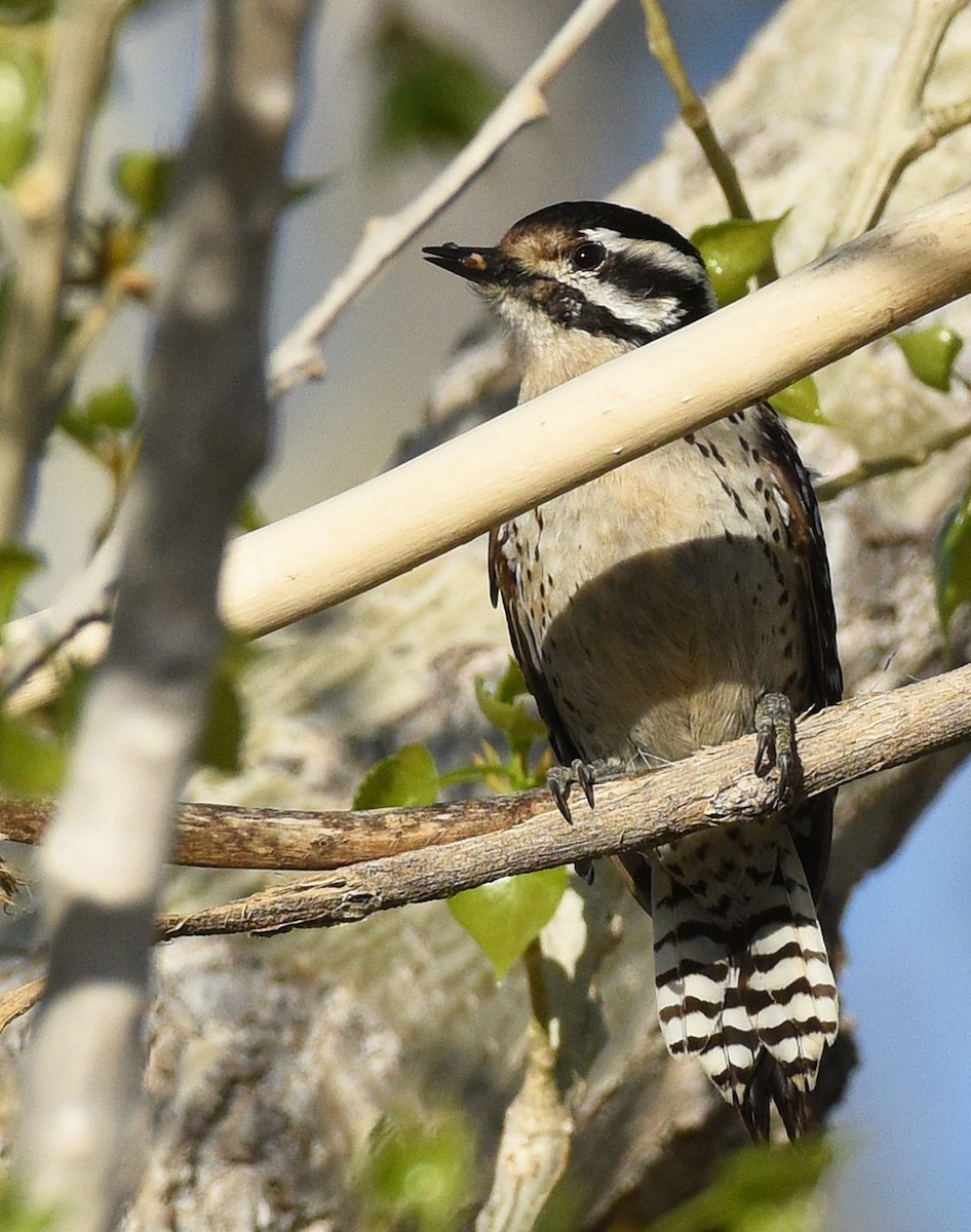 Ladder-backed Woodpecker - ML573251201