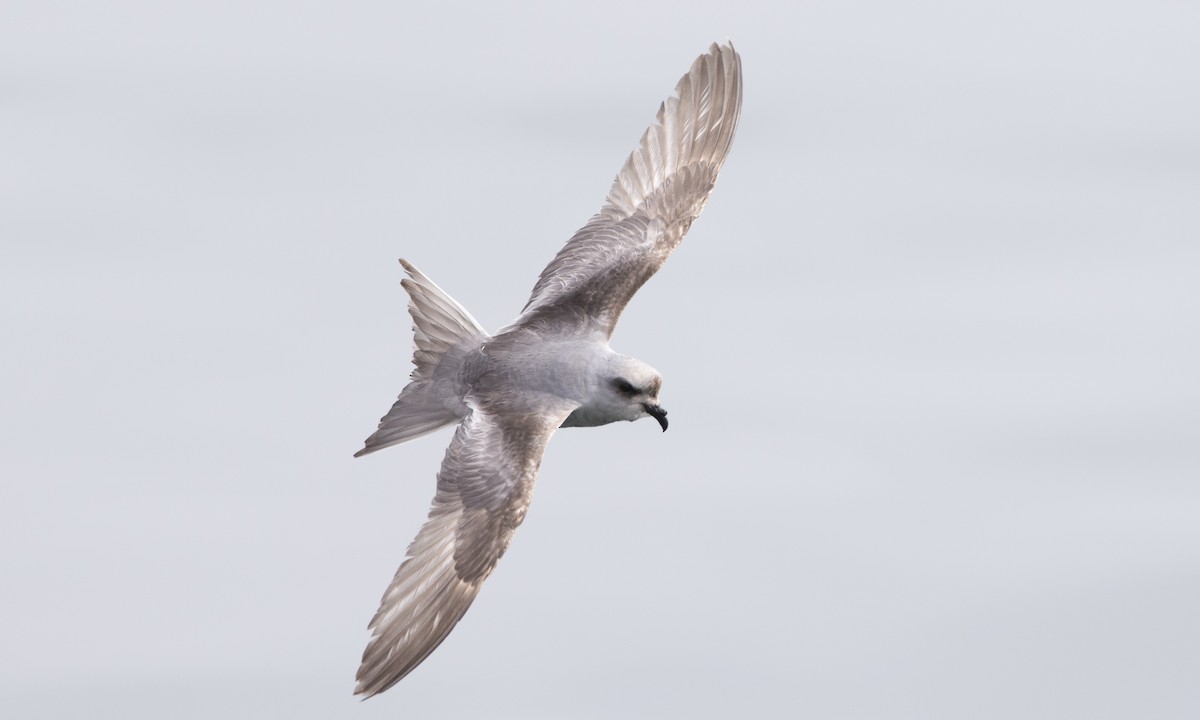 Fork-tailed Storm-Petrel - ML57325661