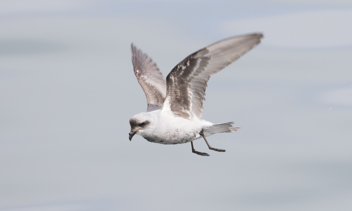 Fork-tailed Storm-Petrel - ML57325681