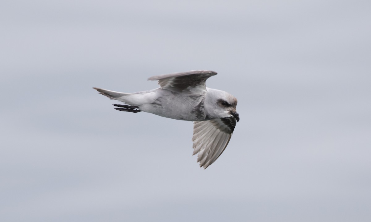Fork-tailed Storm-Petrel - ML57325721