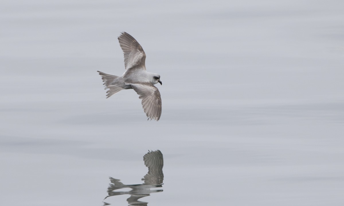 Fork-tailed Storm-Petrel - ML57325731