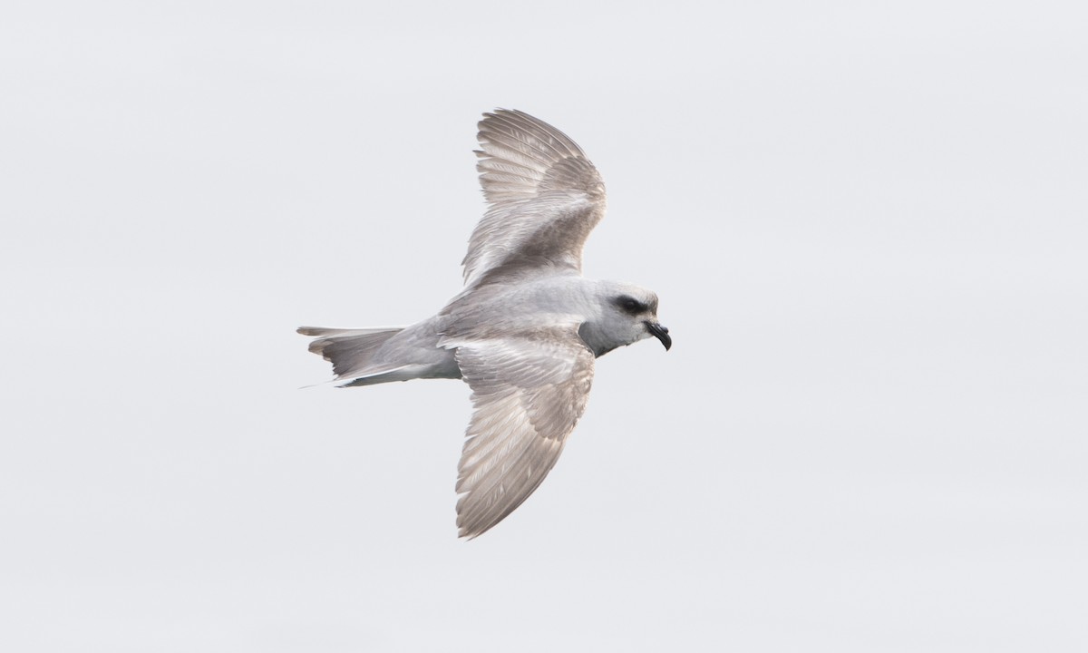 Fork-tailed Storm-Petrel - ML57325751