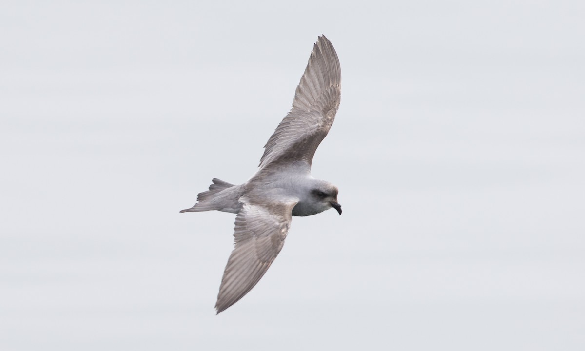 Fork-tailed Storm-Petrel - ML57325811