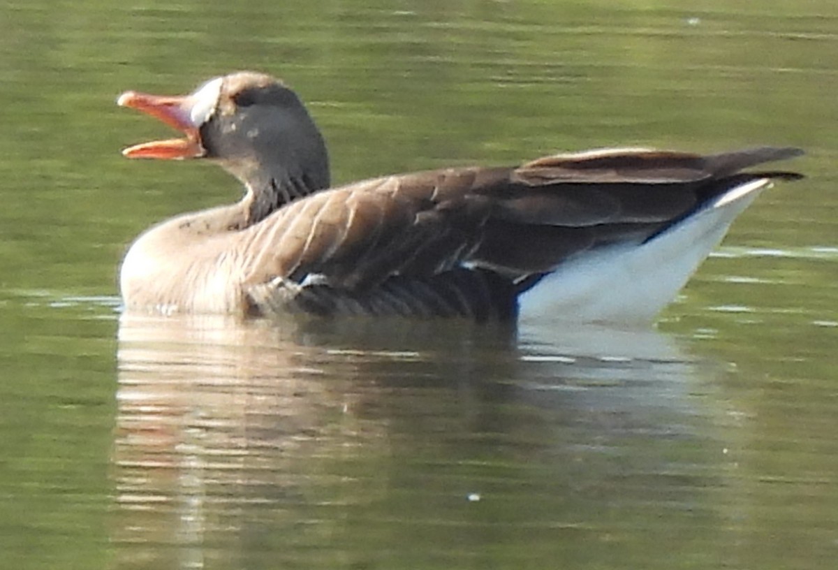 Greater White-fronted Goose - ML573259431