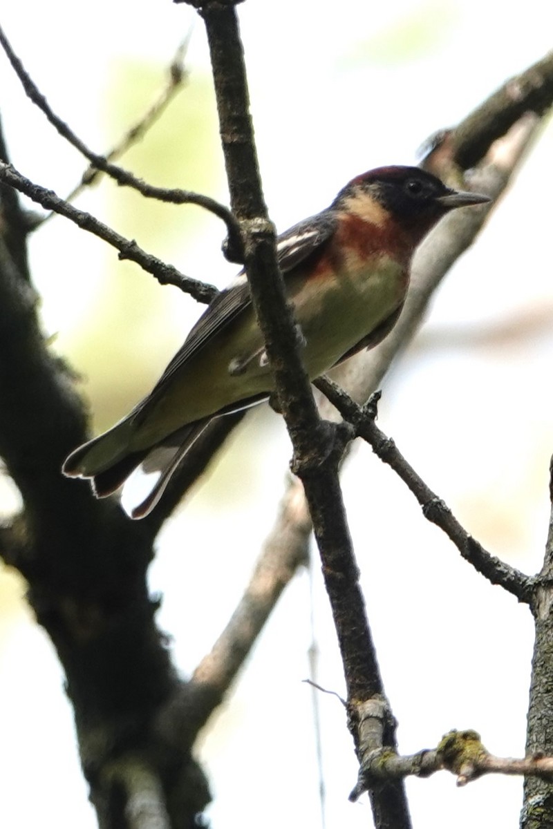 Bay-breasted Warbler - ML573262671