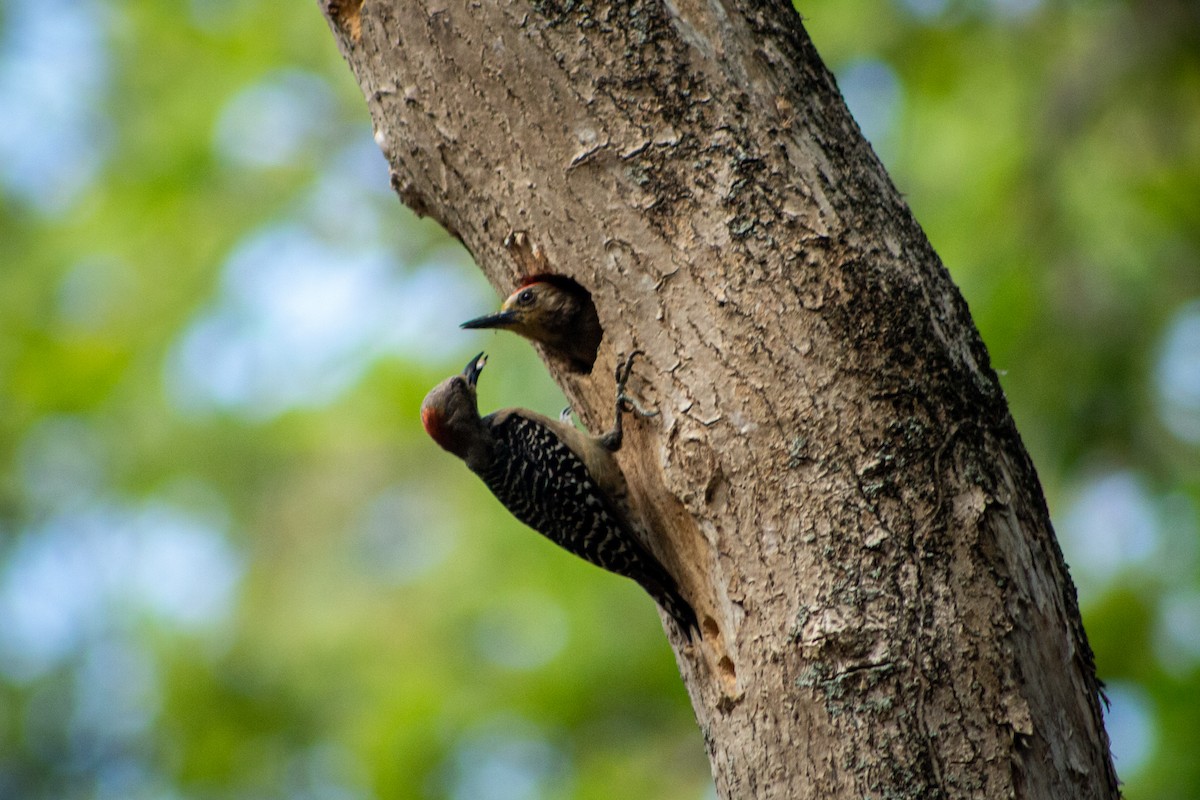 Red-crowned Woodpecker - ML573263851