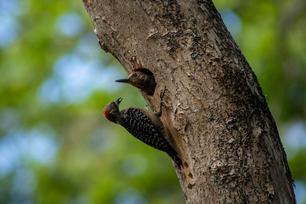 Red-crowned Woodpecker - ML573263861