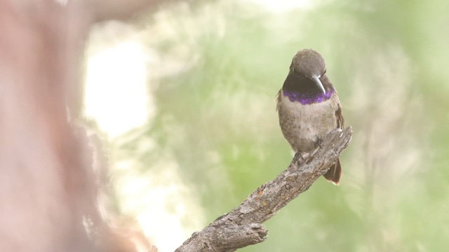 Black-chinned Hummingbird - ML573266501