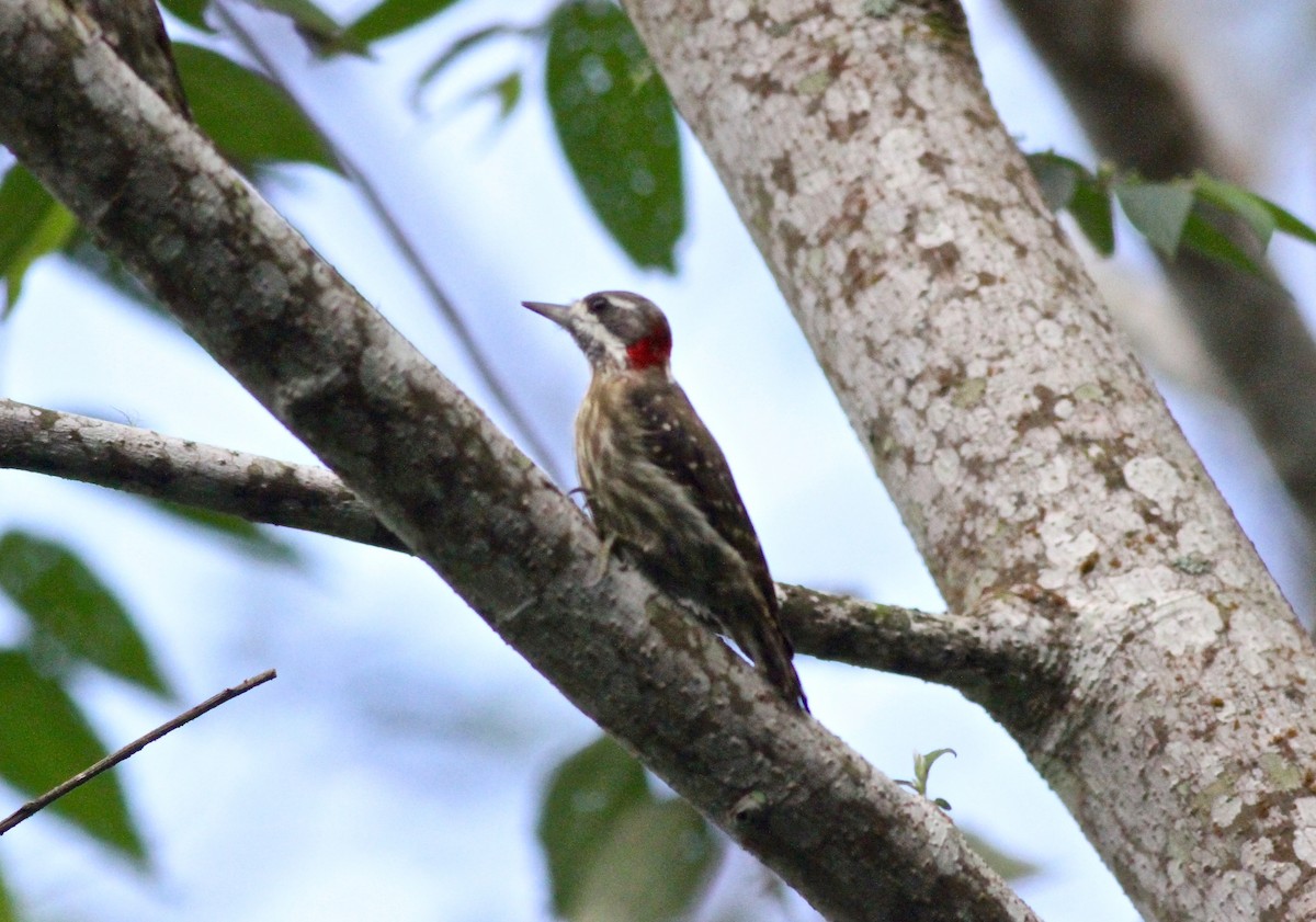 Sulawesi Pygmy Woodpecker - ML57326781