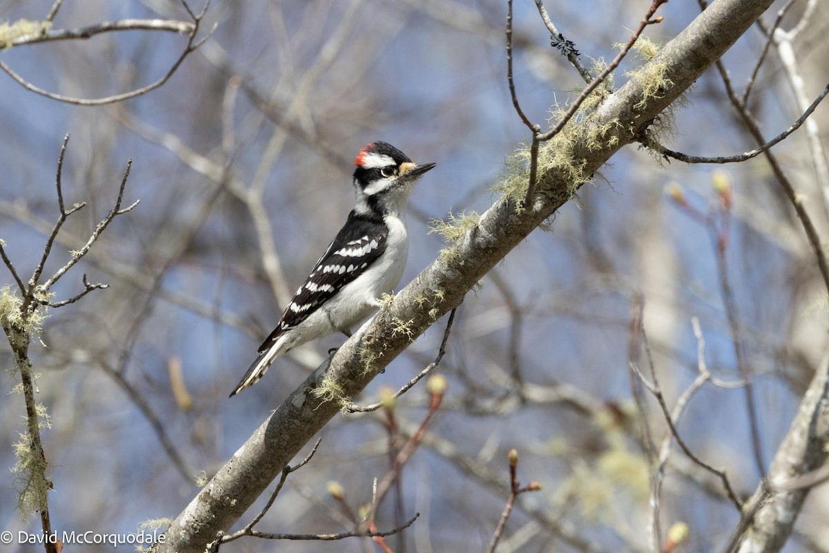 Downy Woodpecker - ML573268601