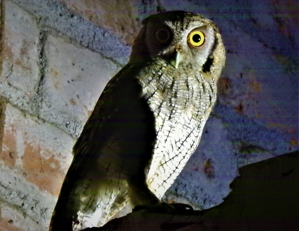 Tropical Screech-Owl - Ronald Parra