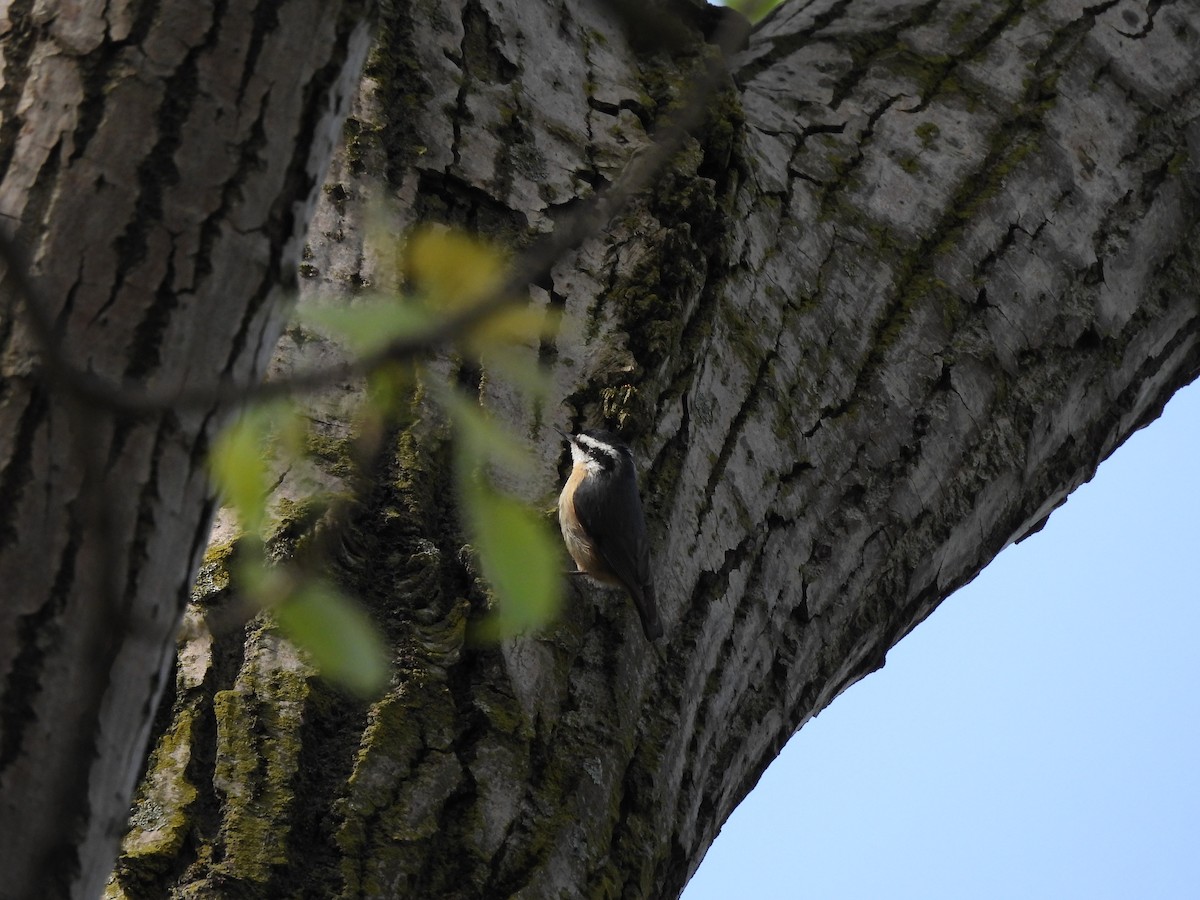 Red-breasted Nuthatch - ML573278101