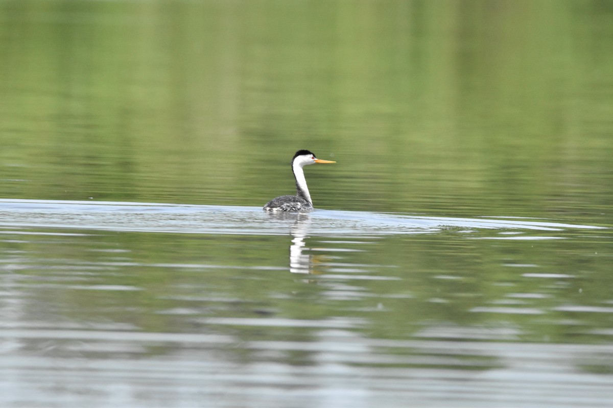 Clark's Grebe - Mike Marble