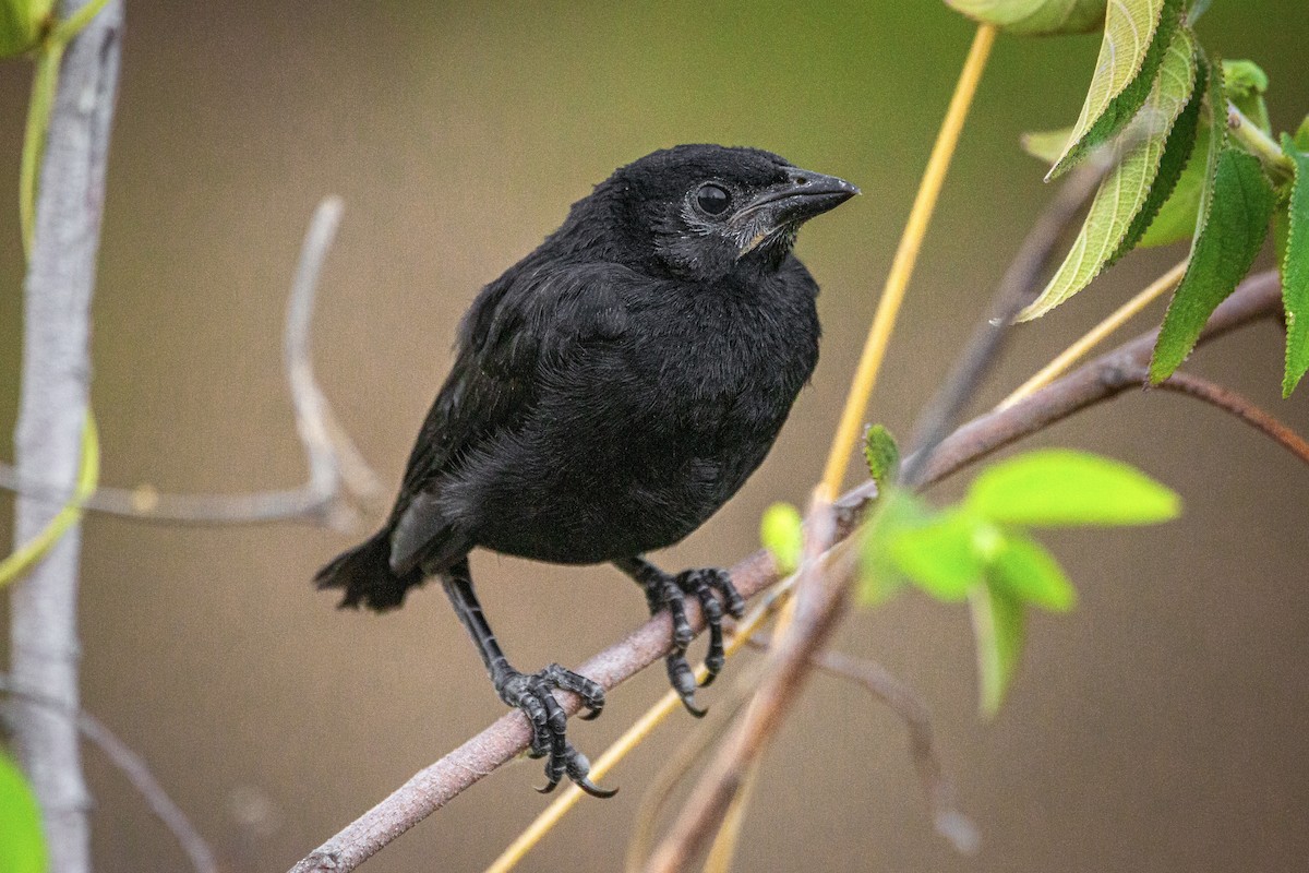 Melodious Blackbird - Enrique Mejía