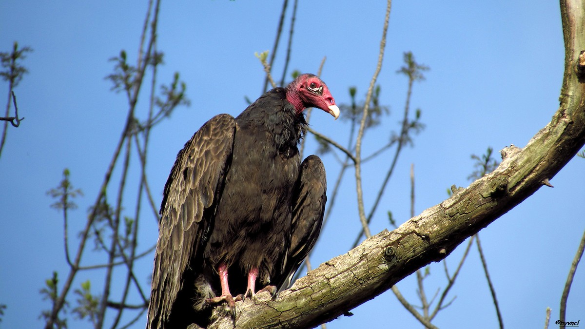 Turkey Vulture - Ozgun Sozuer