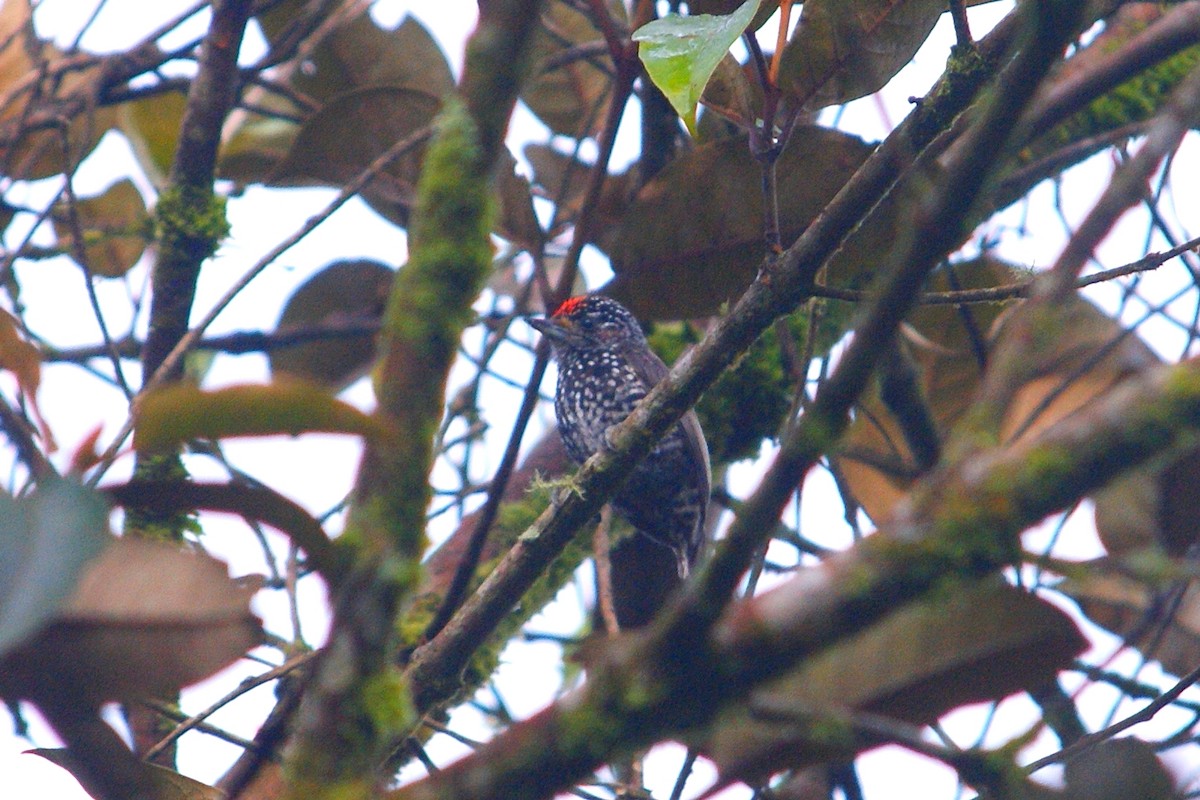 Speckle-chested Piculet - ML573286181
