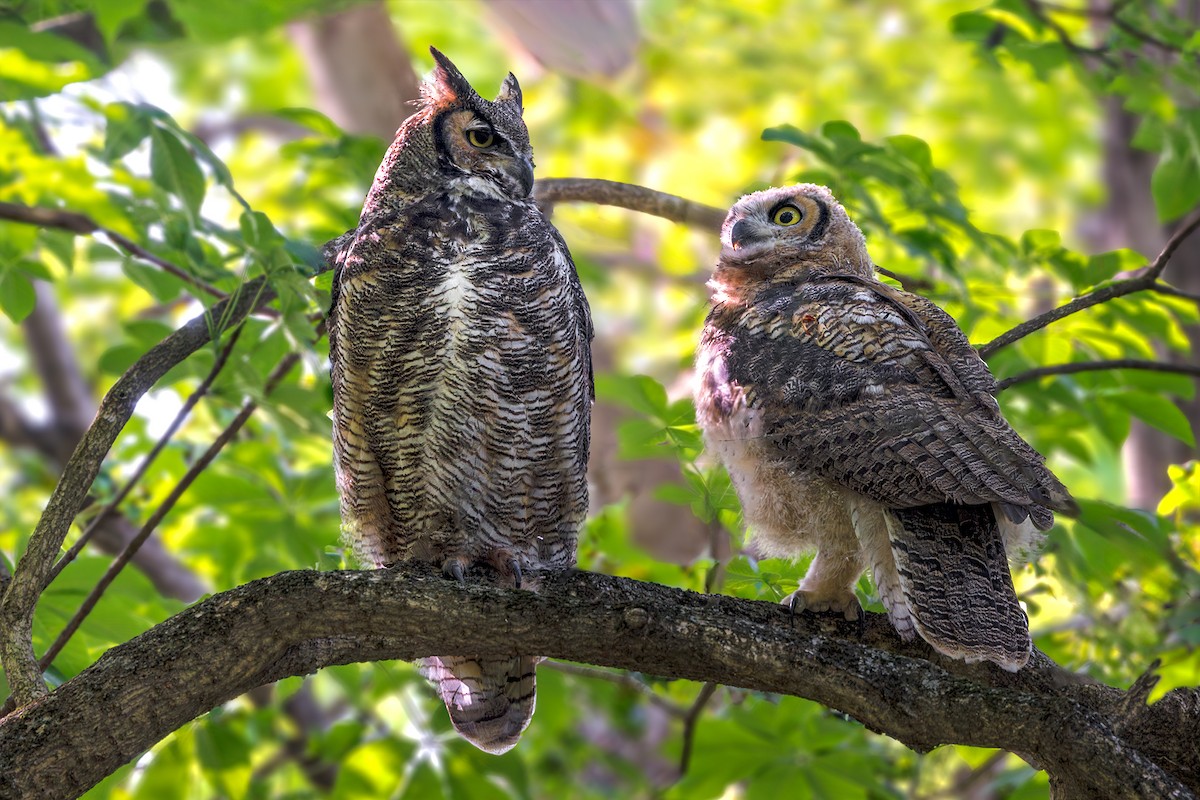 Great Horned Owl - ML573286531