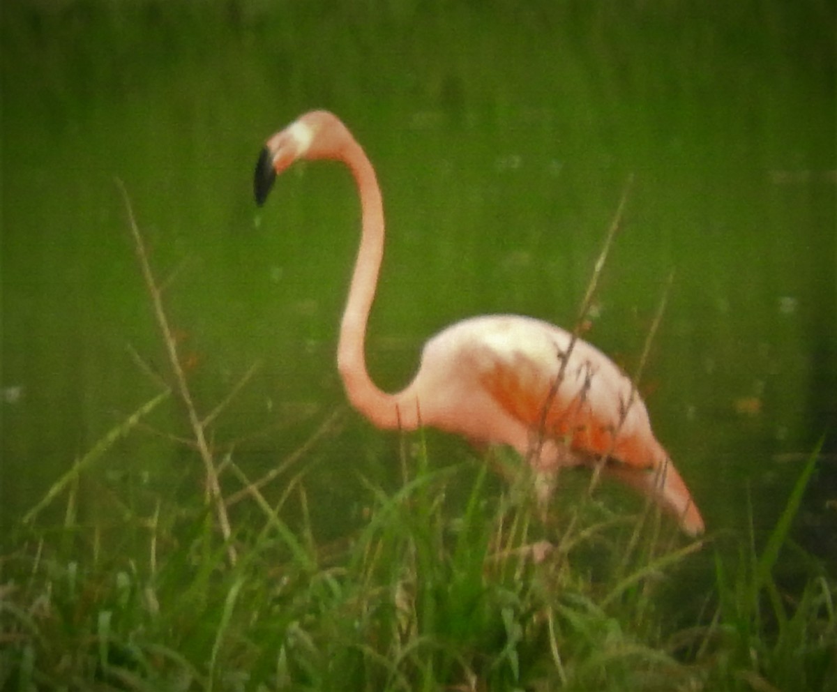 American Flamingo - ML573291511