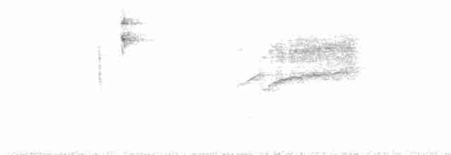 White-banded Tyrannulet - ML573292621