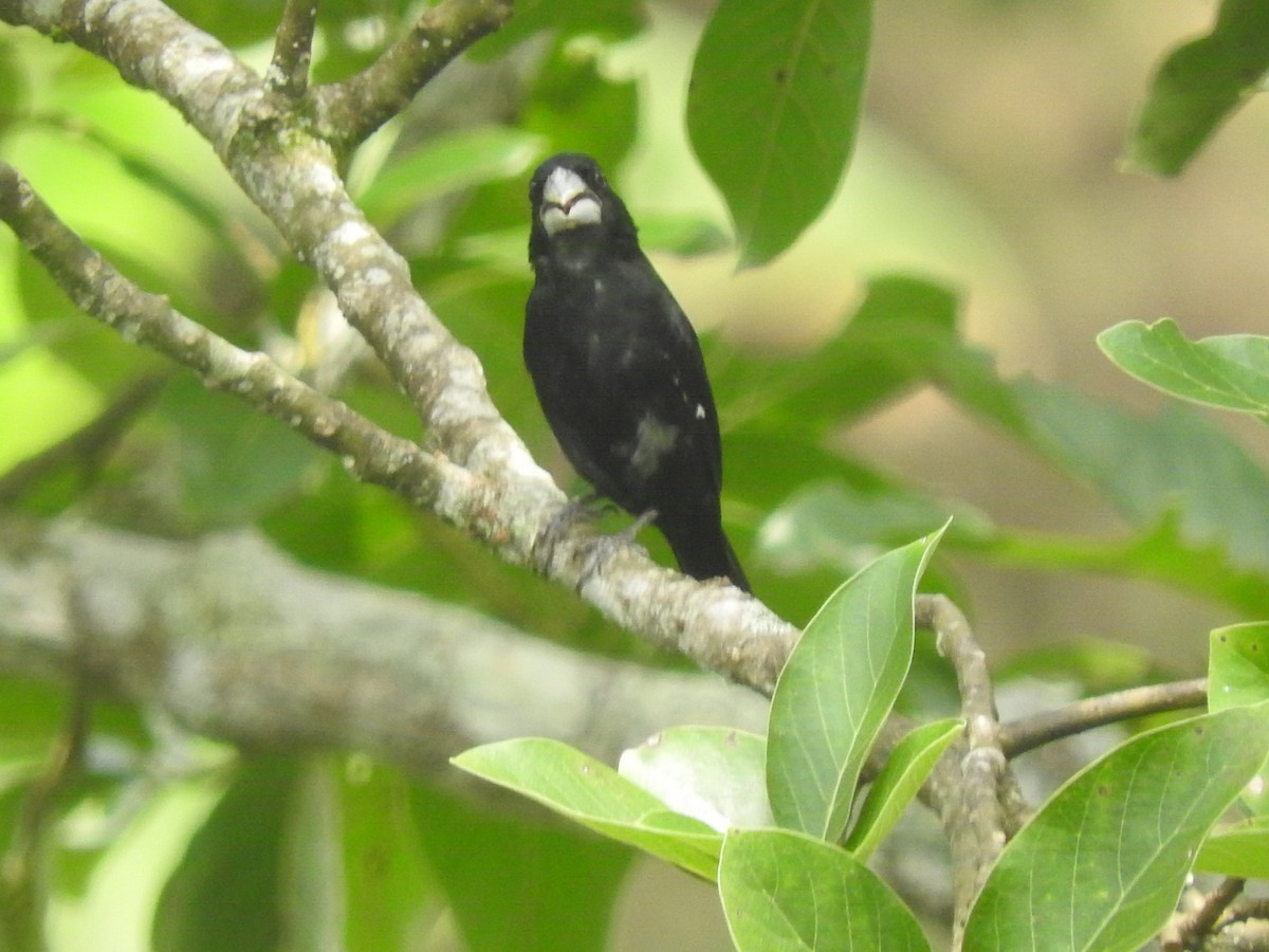 Large-billed Seed-Finch - ML573295371