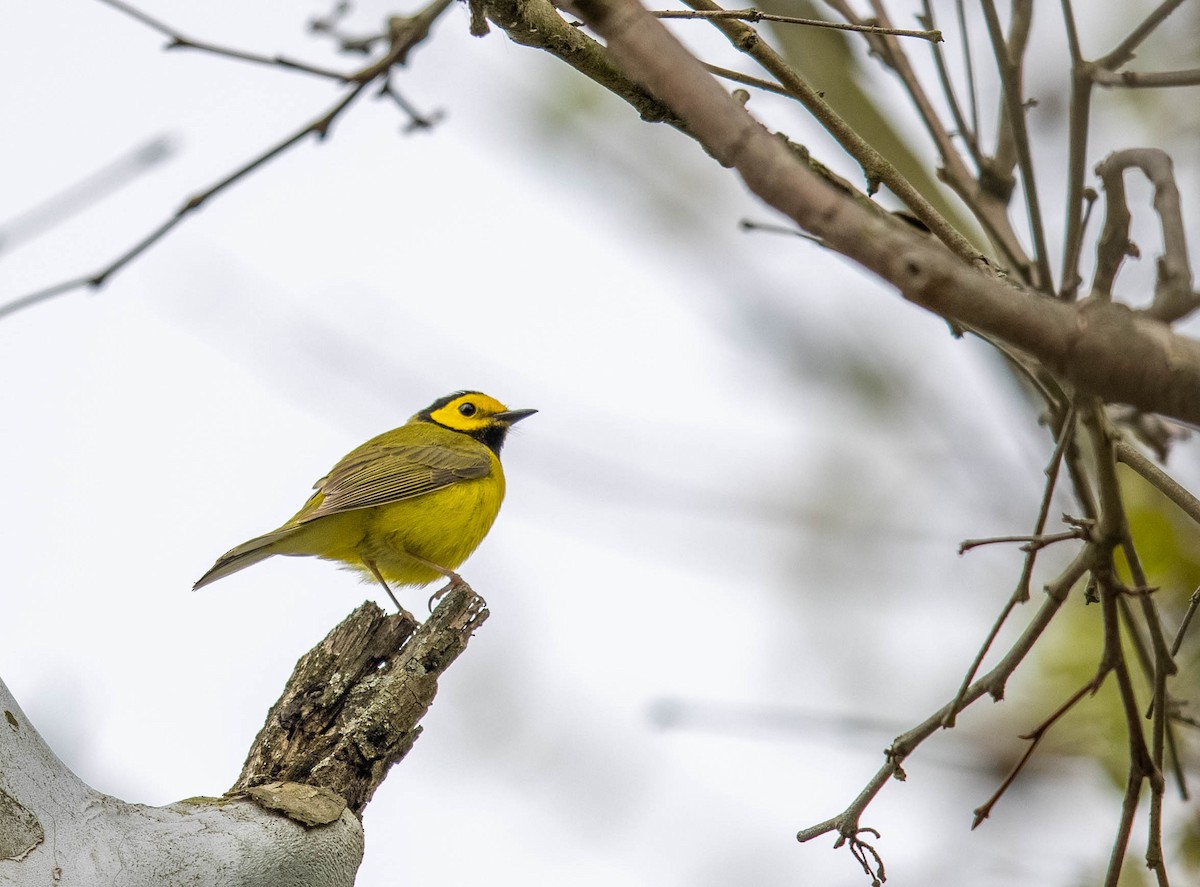 Hooded Warbler - Jeff Timmons