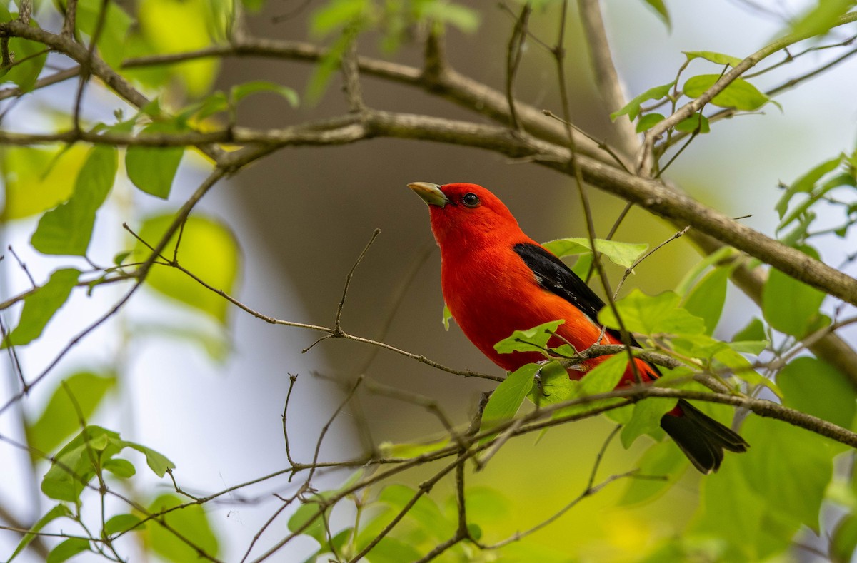 Scarlet Tanager - ML573295491