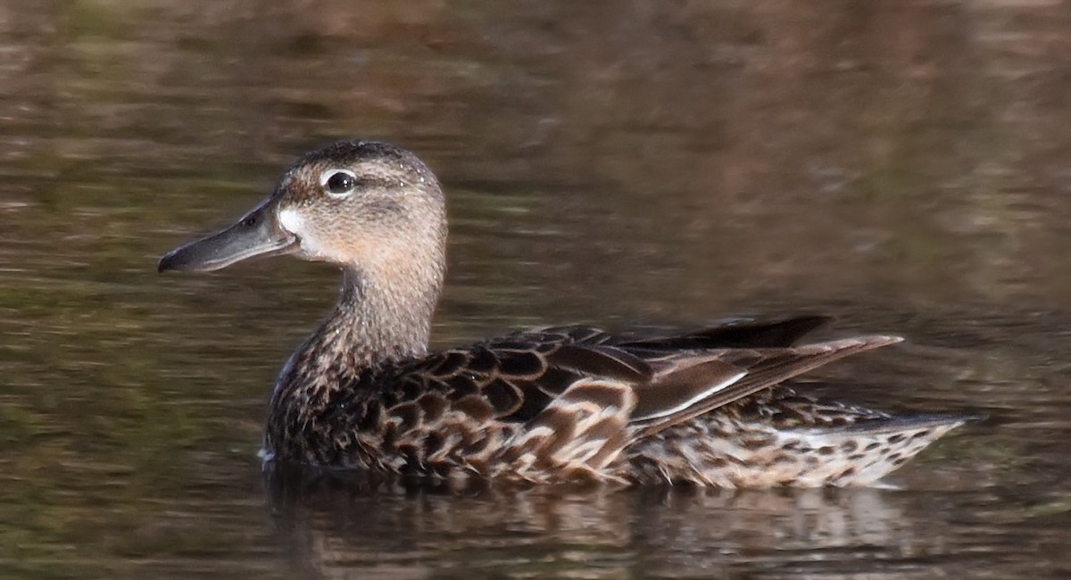 Blue-winged Teal - ML57329571