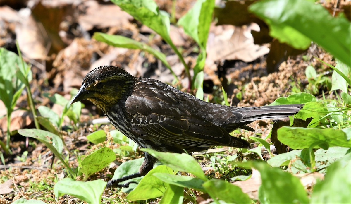eBird Checklist 16 May 2023 Alley Pond ParkOakland Lake 32 species