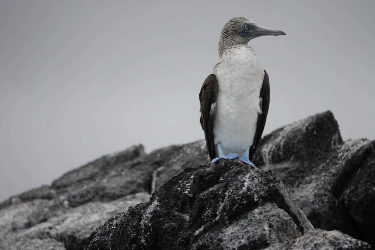 Blue-footed Booby - ML573297181