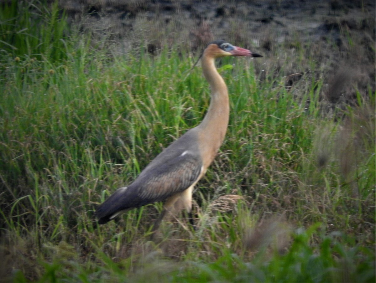 Whistling Heron - Ronald Parra