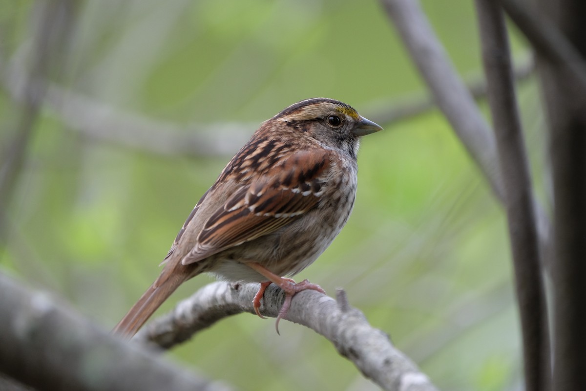 White-throated Sparrow - Ben Schmandt