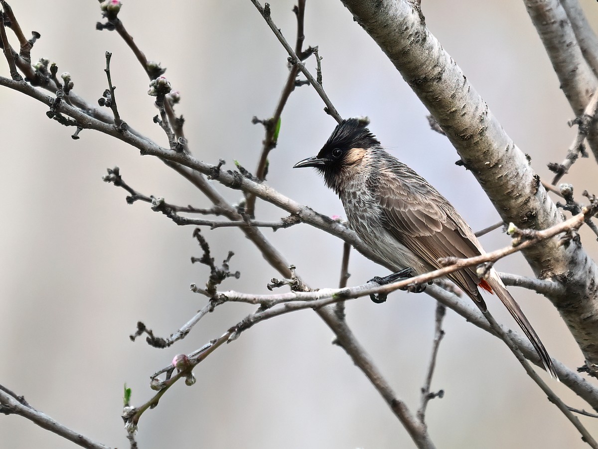 Red-vented Bulbul - ML573302621