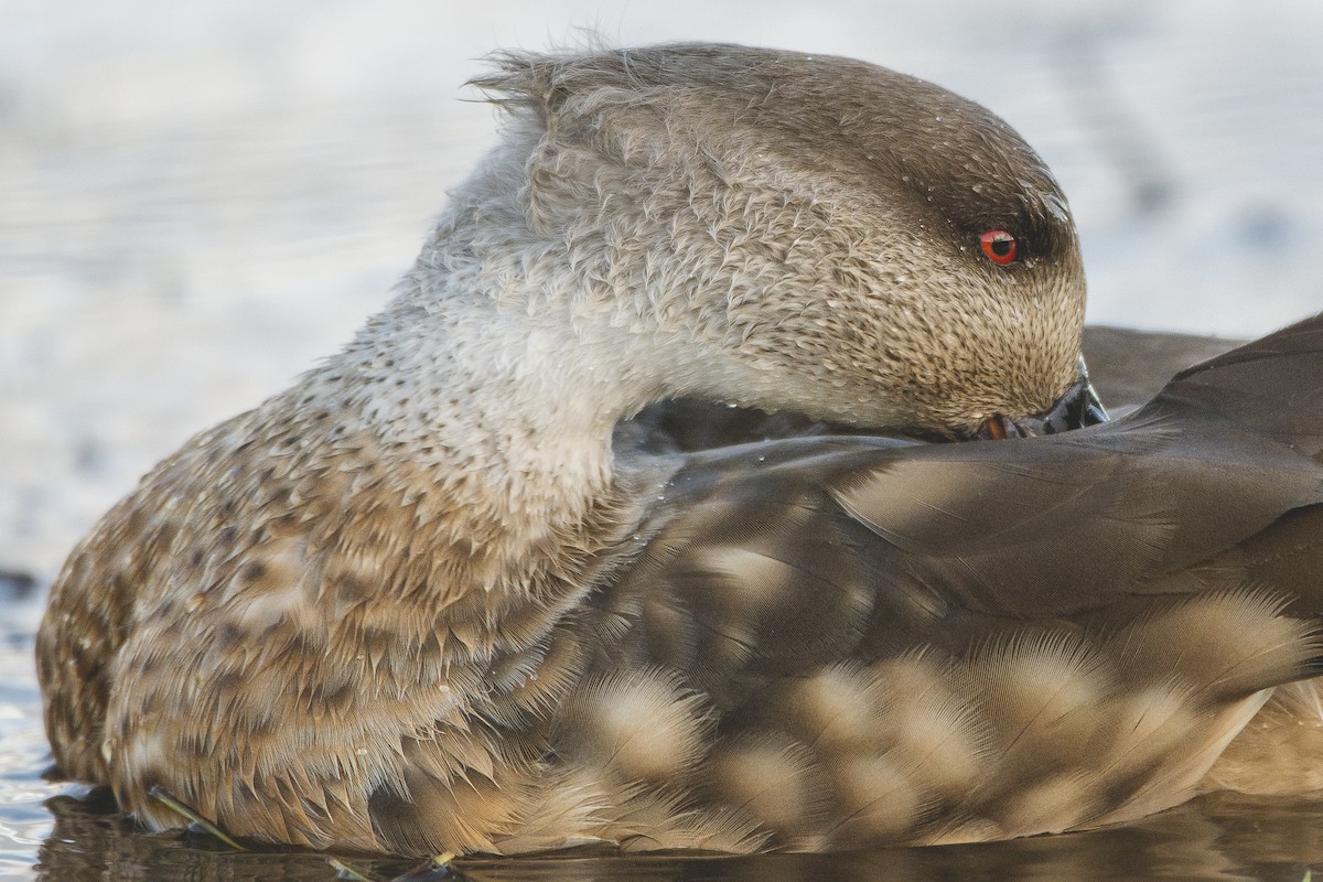 Crested Duck - ML573303751