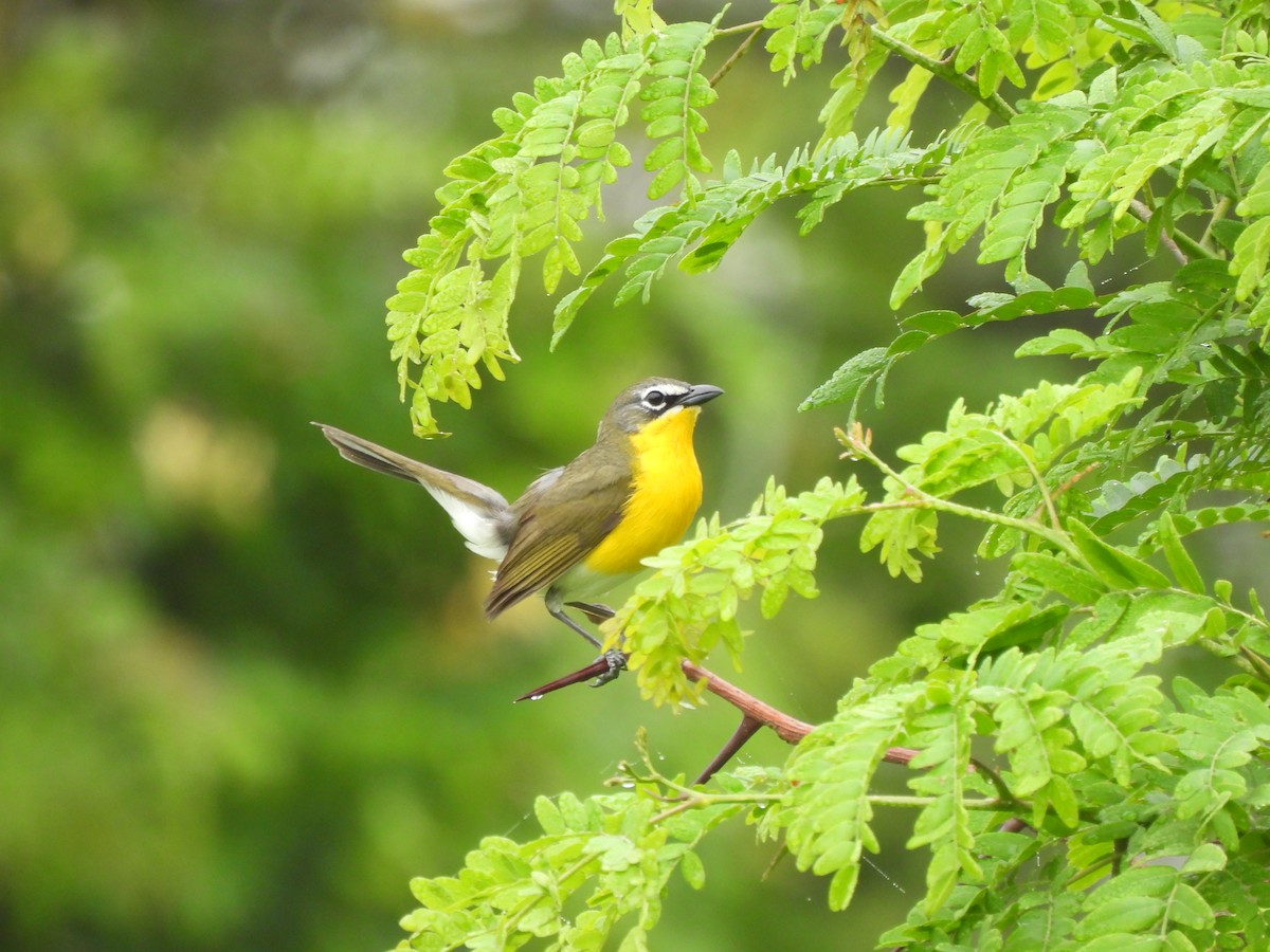 Yellow-breasted Chat - ML573307491