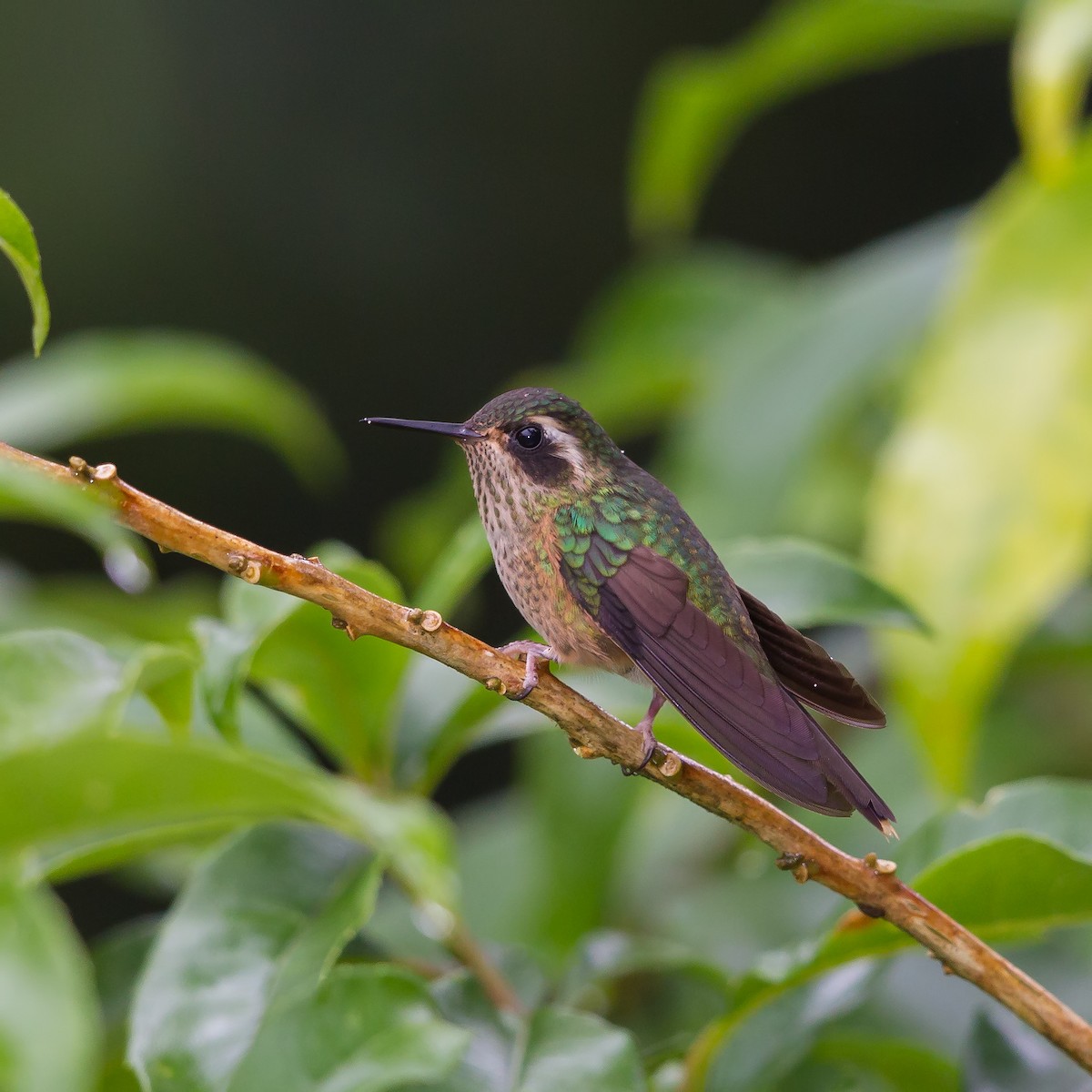 Speckled Hummingbird - Peter Hawrylyshyn