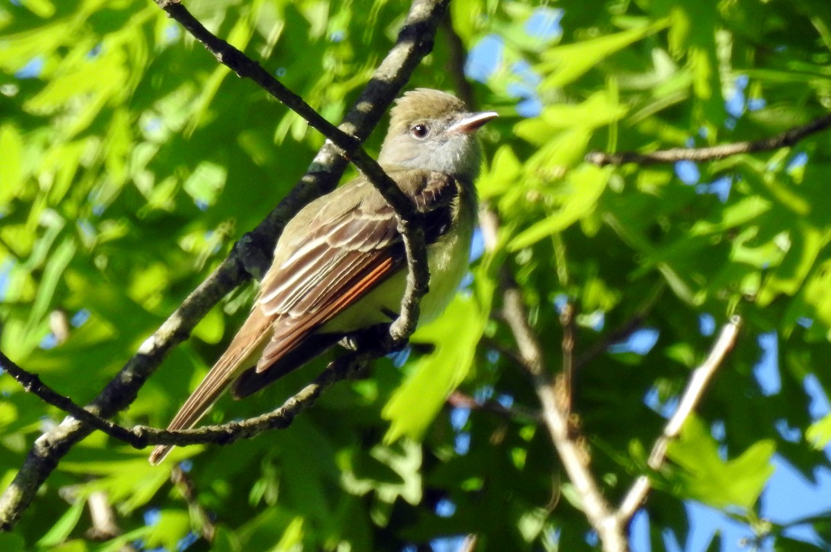 Great Crested Flycatcher - Eric R