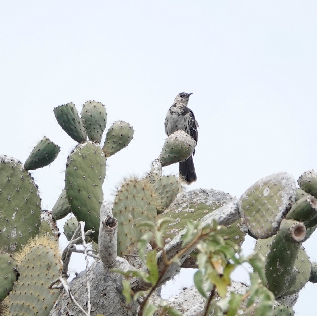 Floreana Mockingbird - ML573309061