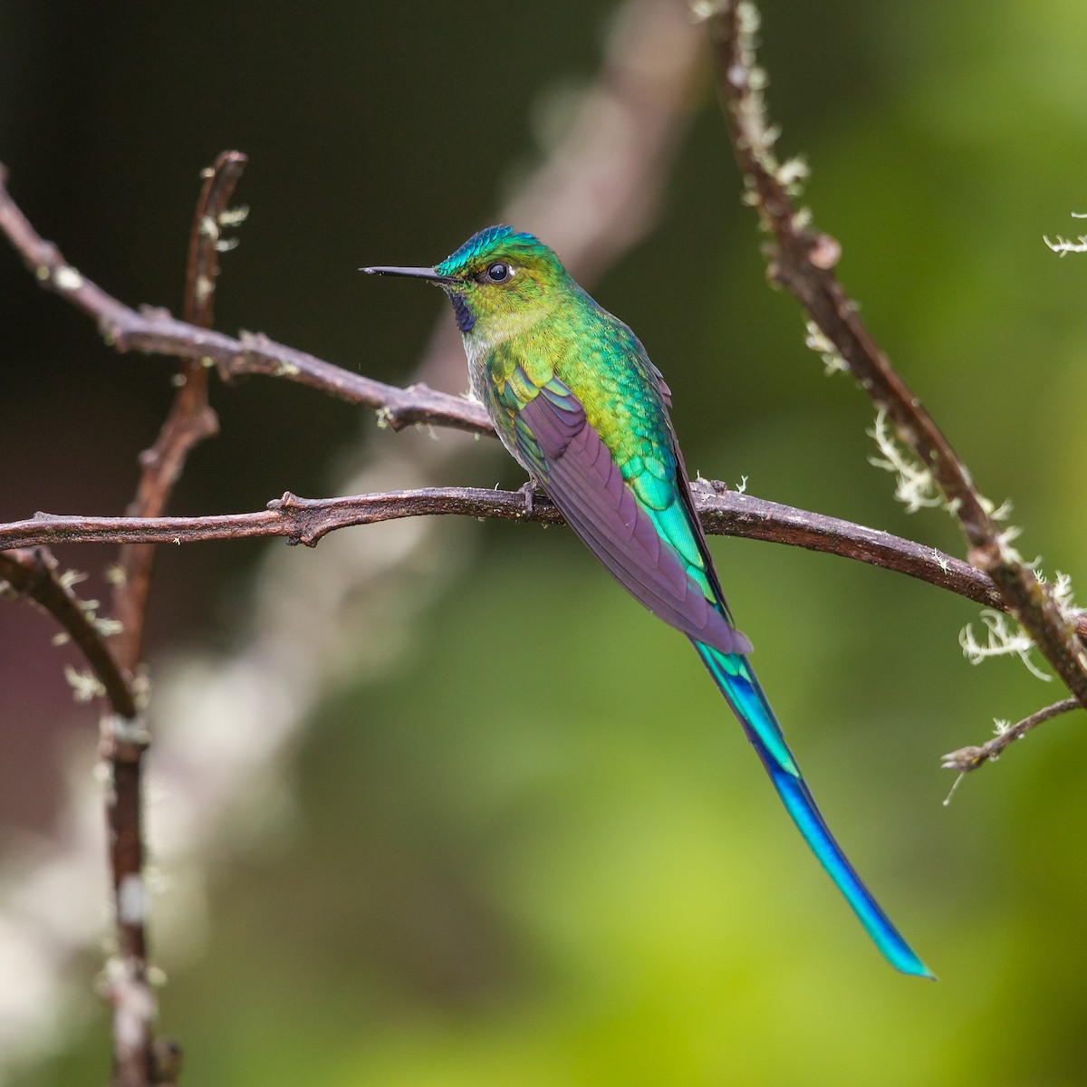 Long-tailed Sylph - ML57330911