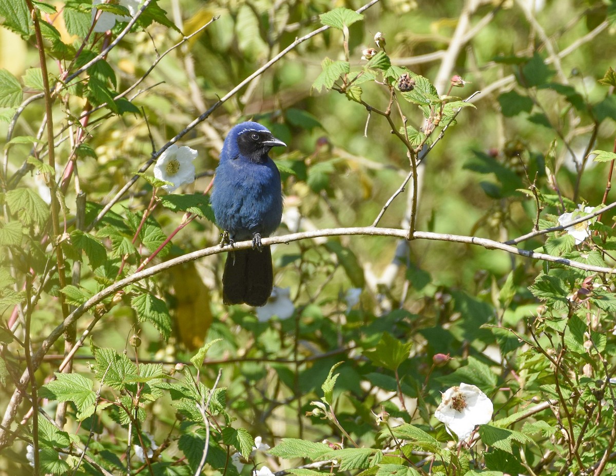 Black-throated Jay - Esteban Matías (birding guide) Sierra de los Cuchumatanes Huehuetenango esteban.matias@hotmail.com                             +502 53810540