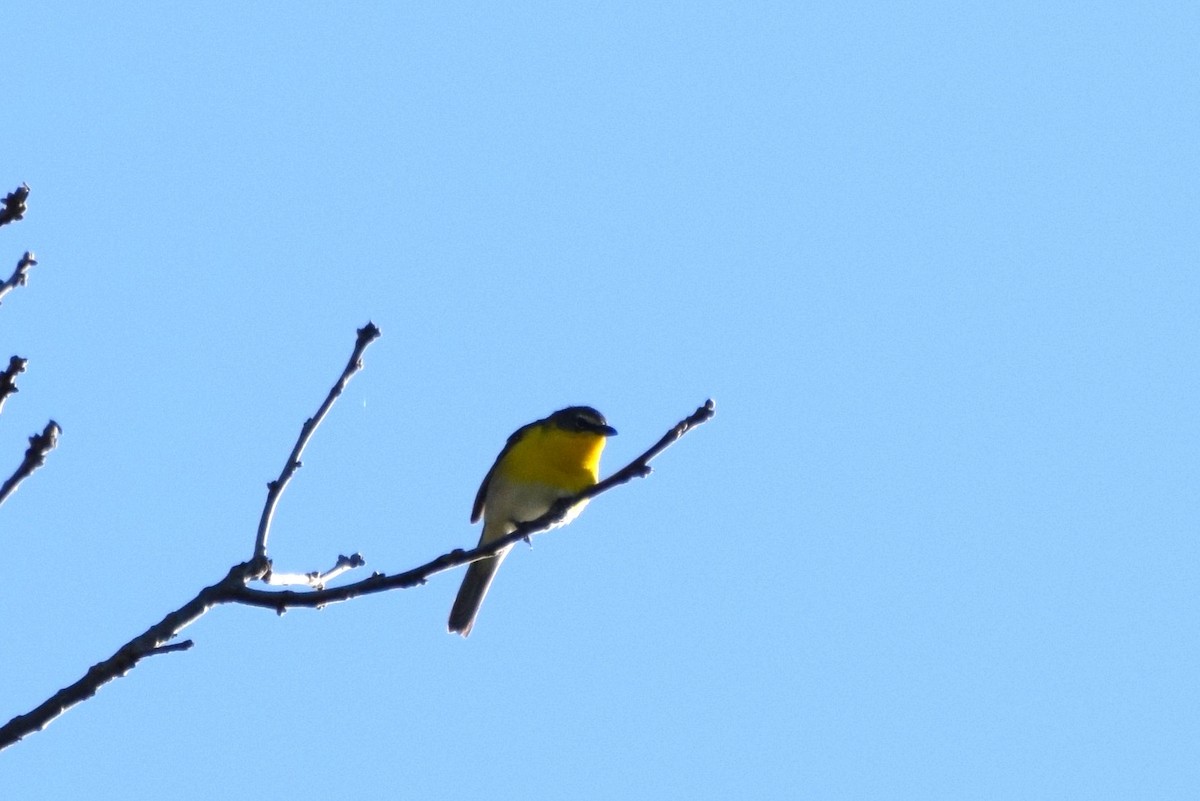 Yellow-breasted Chat - ML57330961