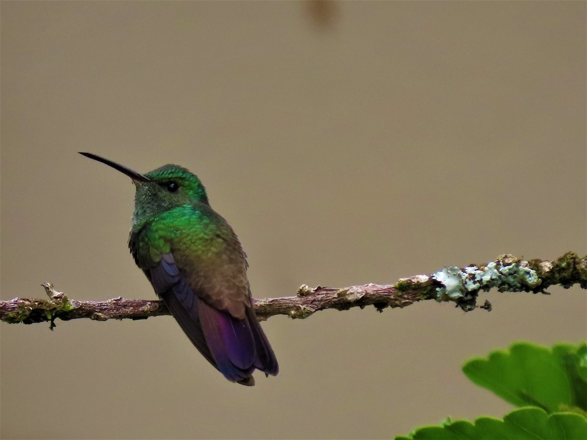 Green-bellied Hummingbird - ML573313241