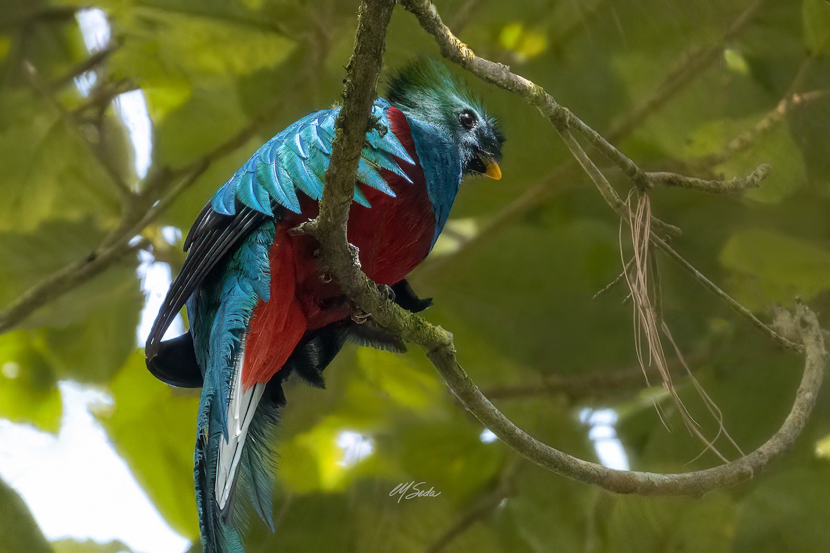 Quetzal Guatemalteco - ML573314541