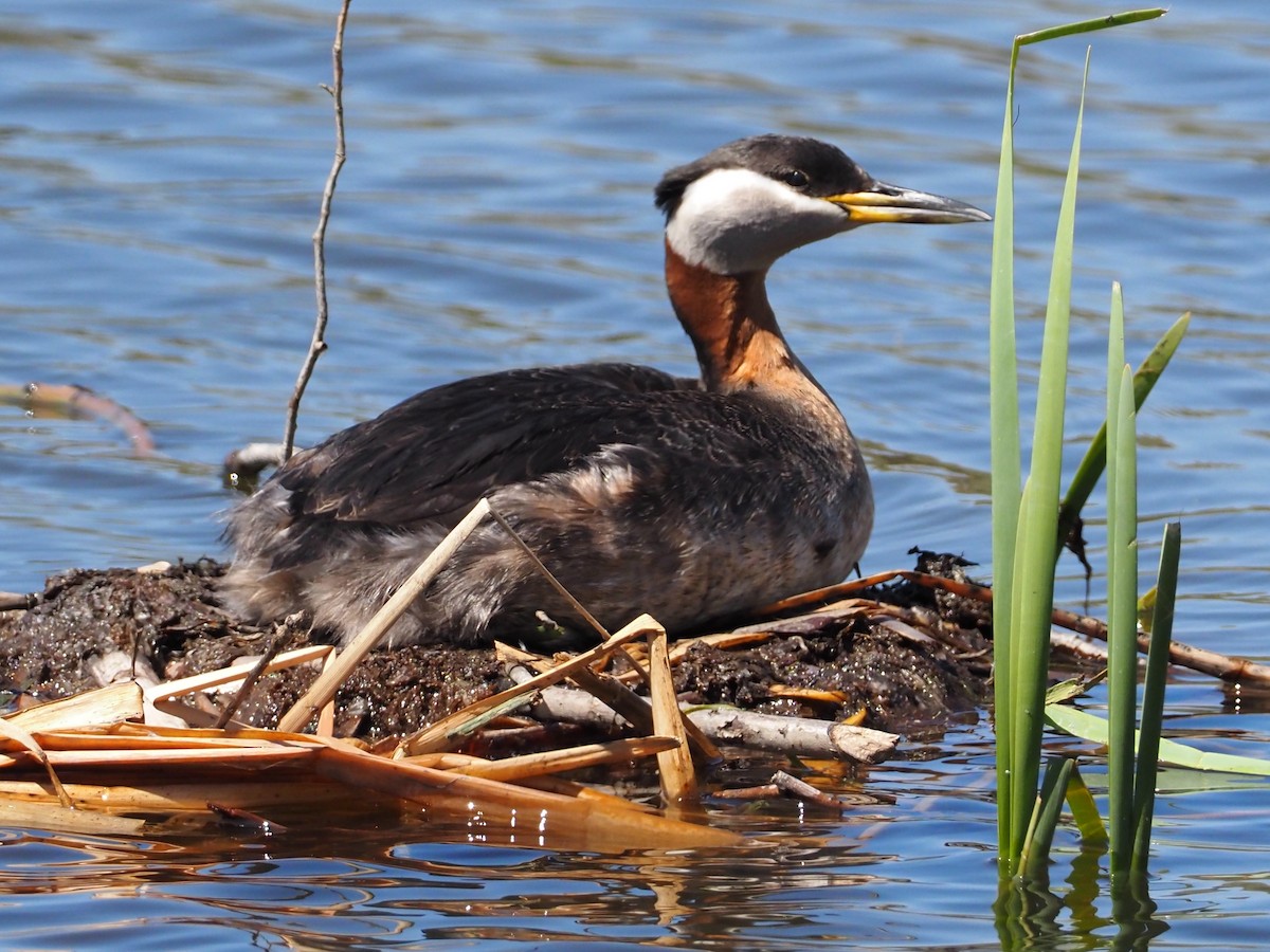 Red-necked Grebe - ML573316521