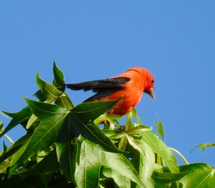 Scarlet Tanager - ML57331871