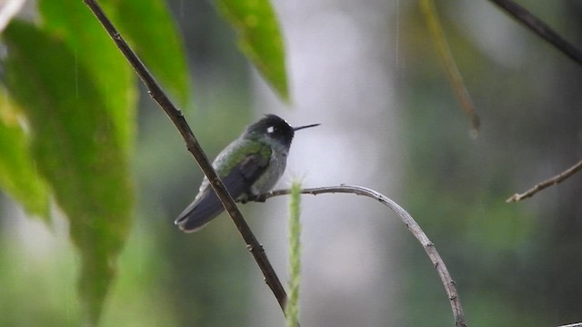 Violet-headed Hummingbird - ML573324321
