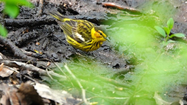 Cape May Warbler - ML573325301